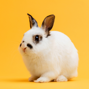 Kaninchen