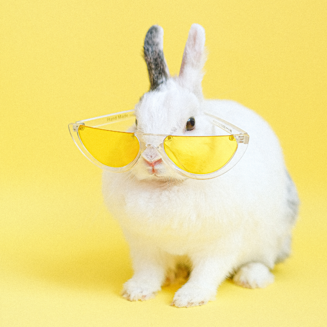 Hase mit gelber Sonnebrille